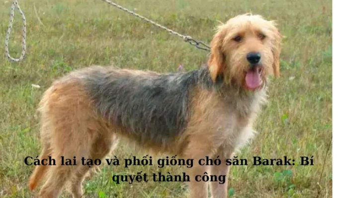 Cách lai tạo và phối giống chó săn Barak: Bí quyết thành công