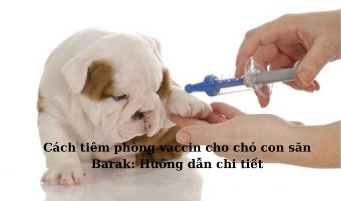 Cách tiêm phòng vaccin cho chó con săn Barak: Hướng dẫn chi tiết