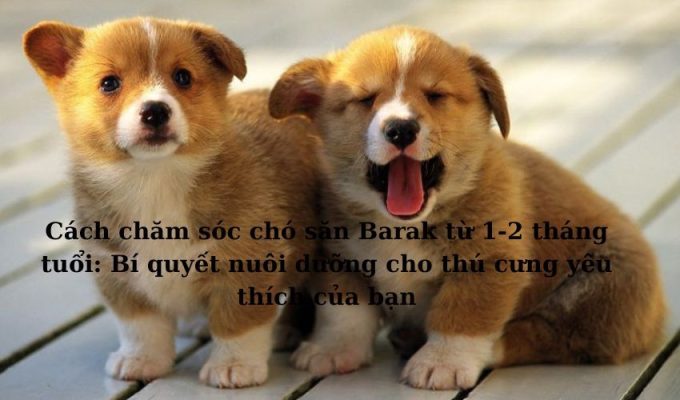 Cách chăm sóc chó săn Barak từ 1-2 tháng tuổi: Bí quyết nuôi dưỡng cho thú cưng yêu thích của bạn