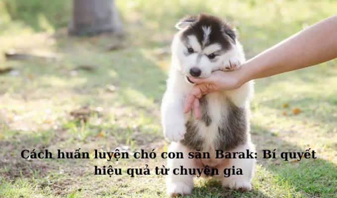 Cách huấn luyện chó con săn Barak: Bí quyết hiệu quả từ chuyên gia