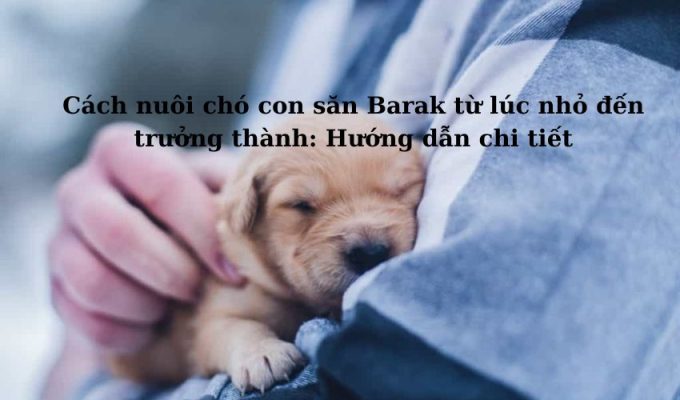 Cách nuôi chó con săn Barak từ lúc nhỏ đến trưởng thành: Hướng dẫn chi tiết