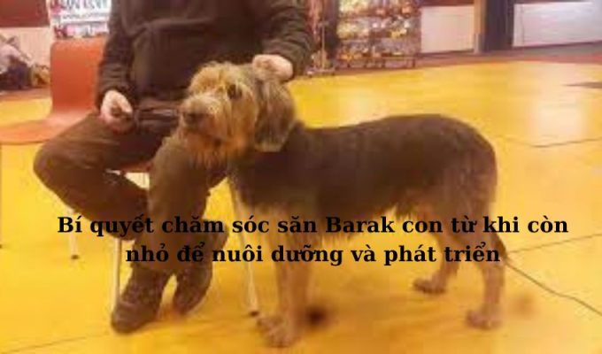 Bí quyết chăm sóc săn Barak con từ khi còn nhỏ để nuôi dưỡng và phát triển