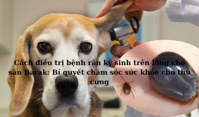 Cách điều trị bệnh rận ký sinh trên lông chó săn Barak: Bí quyết chăm sóc sức khỏe cho thú cưng