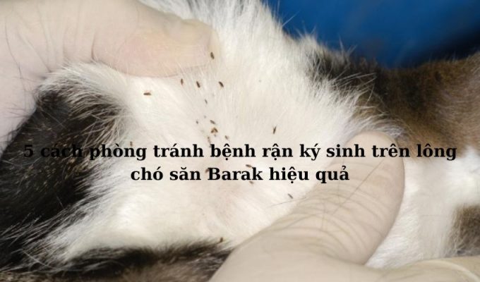 5 cách phòng tránh bệnh rận ký sinh trên lông chó săn Barak hiệu quả