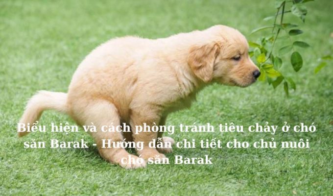 Biểu hiện và cách phòng tránh tiêu chảy ở chó săn Barak – Hướng dẫn chi tiết cho chủ nuôi chó săn Barak