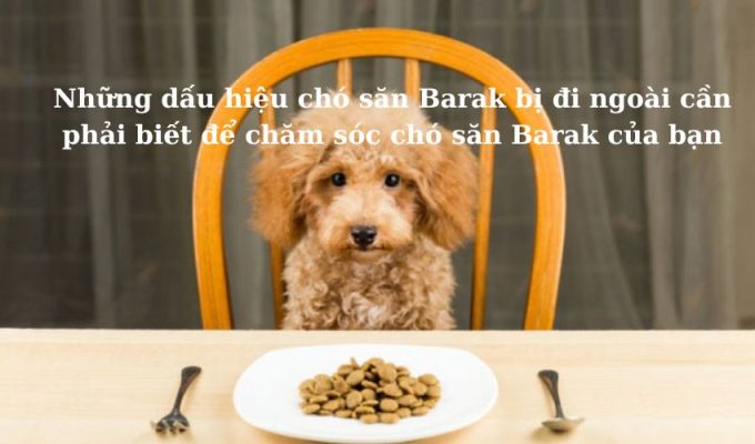 Những dấu hiệu chó săn Barak bị đi ngoài cần phải biết để chăm sóc chó săn Barak của bạn