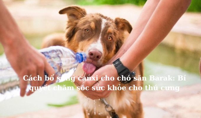 Cách bổ sung canxi cho chó săn Barak: Bí quyết chăm sóc sức khỏe cho thú cưng