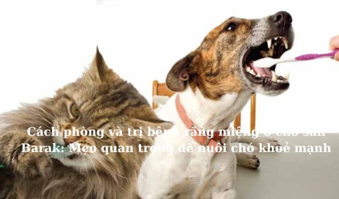 Cách phòng và trị bệnh răng miệng ở chó săn Barak: Mẹo quan trọng để nuôi chó khoẻ mạnh