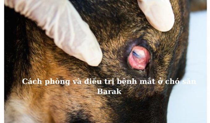 Cách phòng và điều trị bệnh mắt ở chó săn Barak