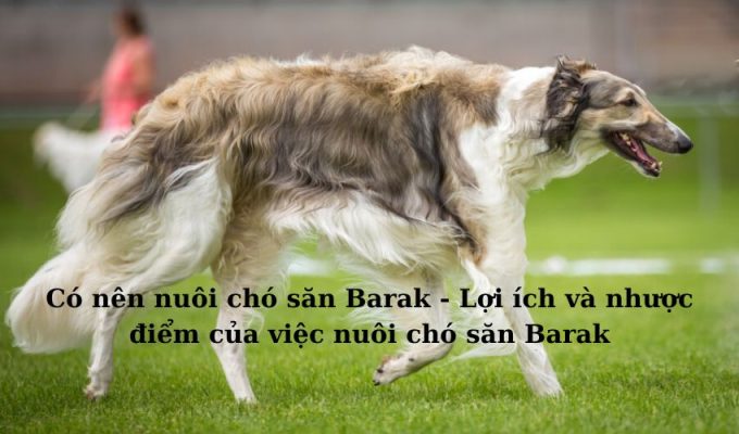 Có nên nuôi chó săn Barak – Lợi ích và nhược điểm của việc nuôi chó săn Barak