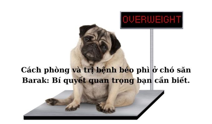 Cách phòng và trị bệnh béo phì ở chó săn Barak: Bí quyết quan trọng bạn cần biết.