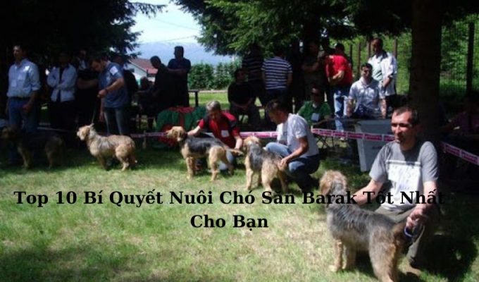 Top 10 Bí Quyết Nuôi Chó Săn Barak Tốt Nhất Cho Bạn