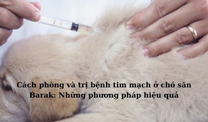 Cách phòng và trị bệnh tim mạch ở chó săn Barak: Những phương pháp hiệu quả