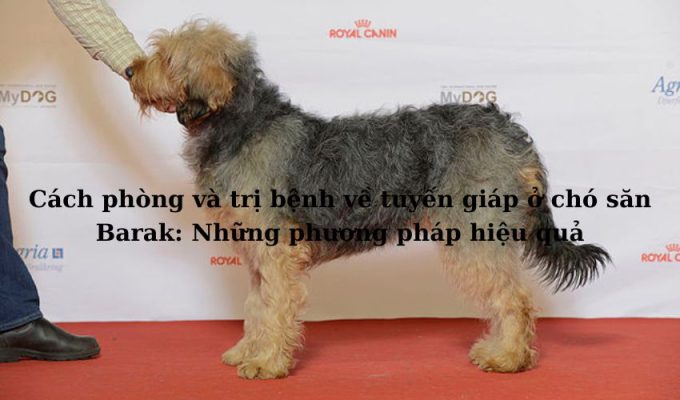 Cách phòng và trị bệnh về tuyến giáp ở chó săn Barak: Những phương pháp hiệu quả