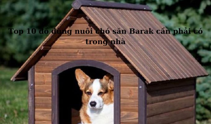 Top 10 đồ dùng nuôi chó săn Barak cần phải có trong nhà