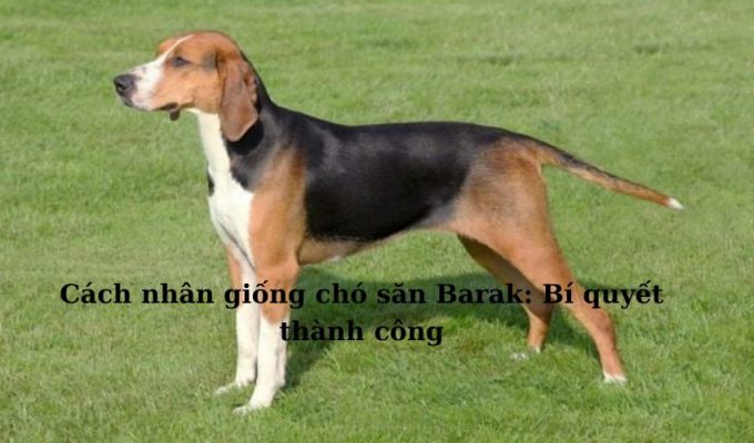 Cách nhân giống chó săn Barak: Bí quyết thành công