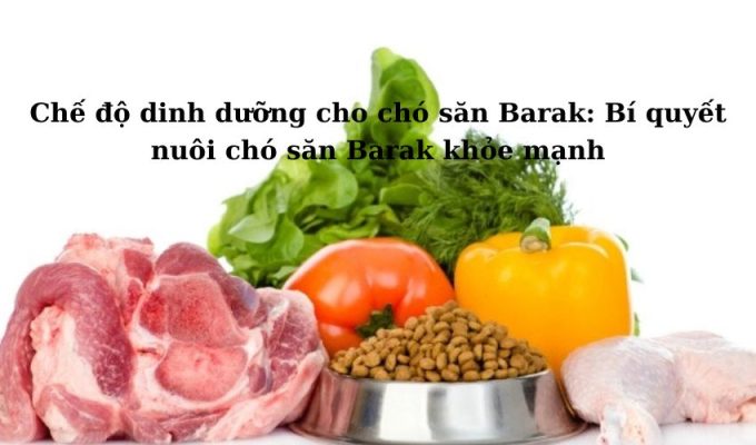 Chế độ dinh dưỡng cho chó săn Barak: Bí quyết nuôi chó săn Barak khỏe mạnh