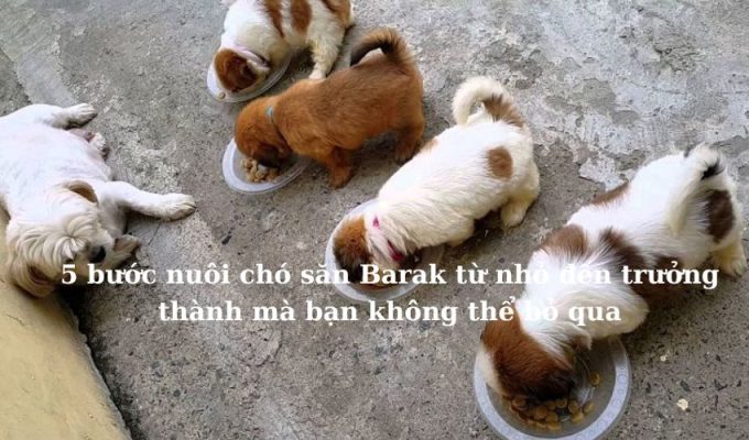 5 bước nuôi chó săn Barak từ nhỏ đến trưởng thành mà bạn không thể bỏ qua