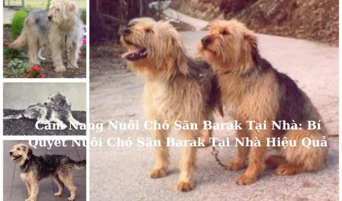 Cẩm Nang Nuôi Chó Săn Barak Tại Nhà: Bí Quyết Nuôi Chó Săn Barak Tại Nhà Hiệu Quả