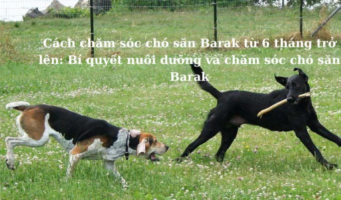 Cách chăm sóc chó săn Barak từ 6 tháng trở lên: Bí quyết nuôi dưỡng và chăm sóc chó săn Barak