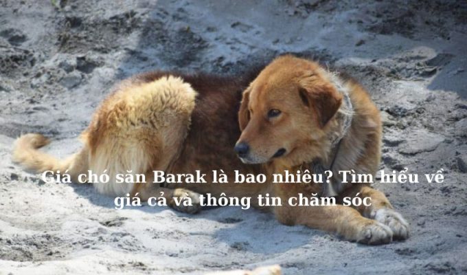 Giá chó săn Barak là bao nhiêu? Tìm hiểu về giá cả và thông tin chăm sóc