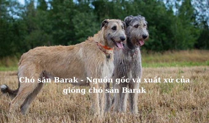 Chó săn Barak – Nguồn gốc và xuất xứ của giống chó săn Barak