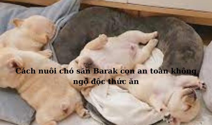 Cách nuôi chó săn Barak con an toàn không ngộ độc thức ăn