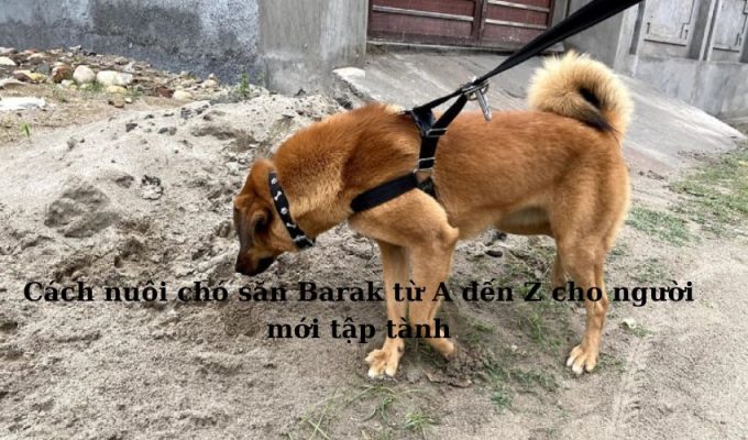 Cách nuôi chó săn Barak từ A đến Z cho người mới tập tành