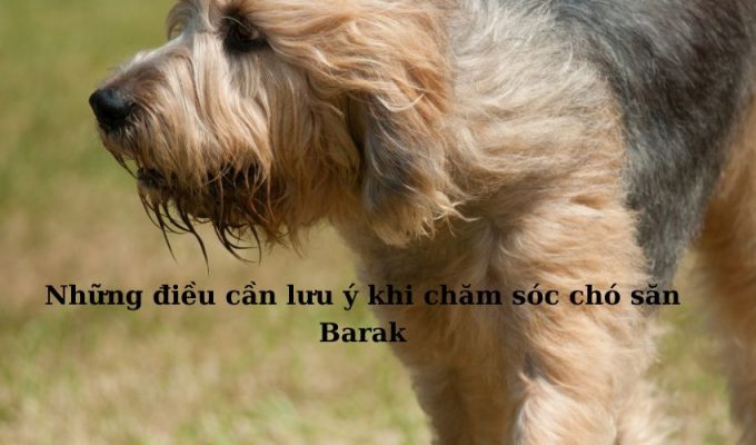 Những điều cần lưu ý khi chăm sóc chó săn Barak