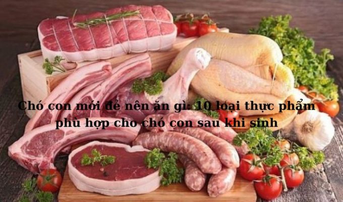 Chó con mới đẻ nên ăn gì: 10 loại thực phẩm phù hợp cho chó con sau khi sinh