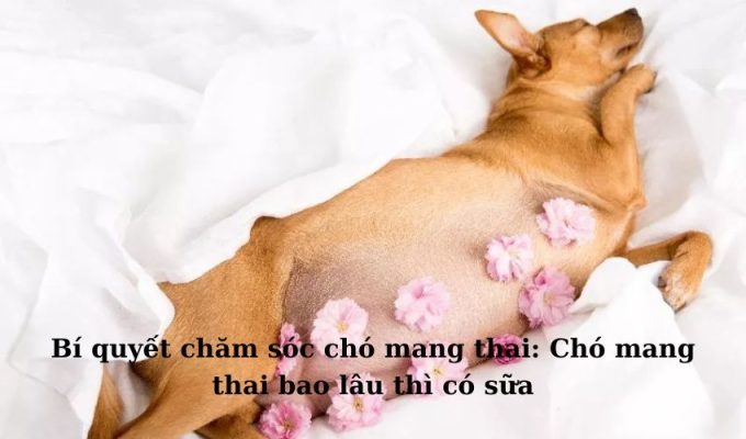 Bí quyết chăm sóc chó mang thai: Chó mang thai bao lâu thì có sữa