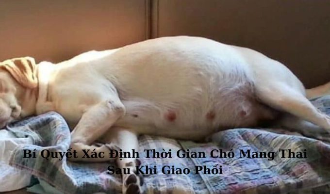 Bí Quyết Xác Định Thời Gian Chó Mang Thai Sau Khi Giao Phối