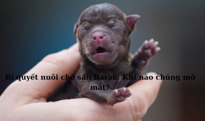 Bí quyết nuôi chó săn Barak: Khi nào chúng mở mắt?