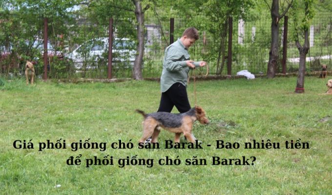 Giá phối giống chó săn Barak – Bao nhiêu tiền để phối giống chó săn Barak?